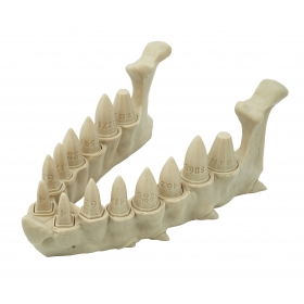 Smocza szczęka z zestawem kości ze smoczych zębów - Dragon Teeth Dice Set - kości RPG