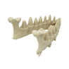Dragon Teeth Dice Set - dice RPG D&D - dragon jaw with a set of dragon teeth dice