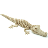 Crocodile Flexi Skeleton - Flexi Factory