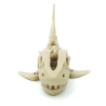 Shark Flexi Magnetic Skeleton
