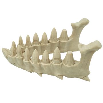 OutletDragon Teeth Dice Set - dice RPG D&D - dragon jaw with a set of dragon teeth dice